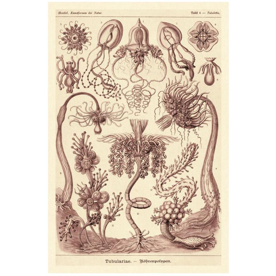 Haeckel Nature Illustrations Tubularida - Tubularians - Rose Tint-Paper Art-18&quotx26"