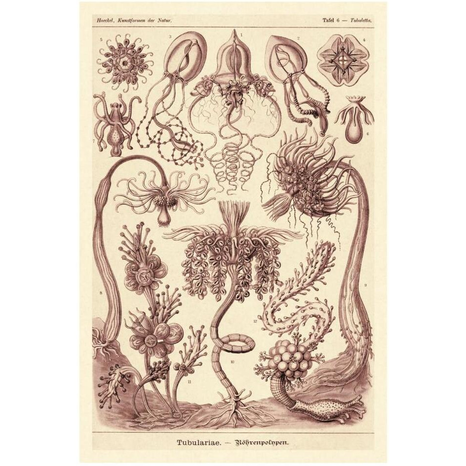 Haeckel Nature Illustrations Tubularida - Tubularians - Rose Tint-Paper Art-22&quotx32"