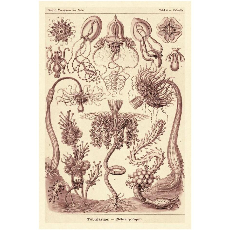 Haeckel Nature Illustrations Tubularida - Tubularians - Rose Tint-Paper Art-26&quotx38"