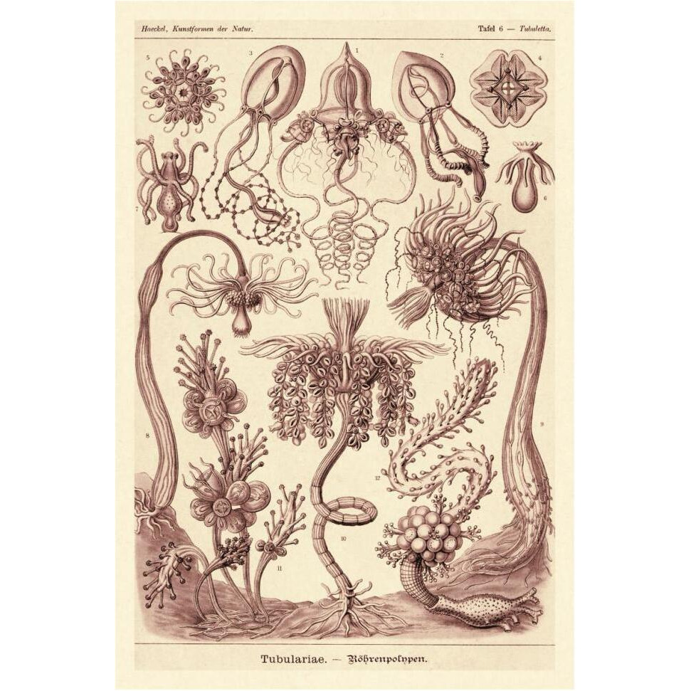 Haeckel Nature Illustrations Tubularida - Tubularians - Rose Tint-Paper Art-42&quotx62"