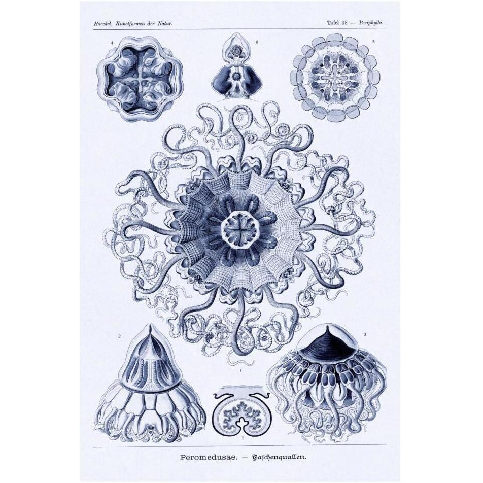 Haeckel Nature Illustrations Polycytaria Radiolaria - Dark Blue Tint-Paper Art-14&quotx20"