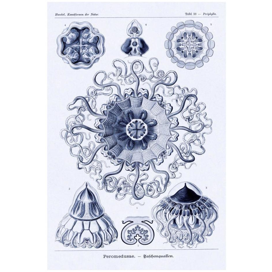Haeckel Nature Illustrations Polycytaria Radiolaria - Dark Blue Tint-Paper Art-18&quotx26"