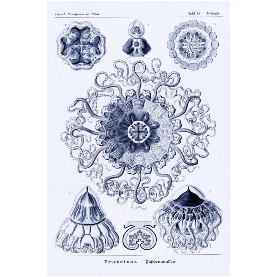 Haeckel Nature Illustrations Polycytaria Radiolaria - Dark Blue Tint-Paper Art-34&quotx50"