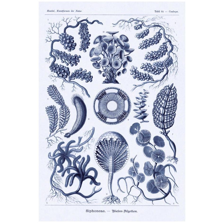 Haeckel Nature Illustrations Siphoneae Hydrozoa - Dark Blue Tint-Paper Art-18&quotx26"