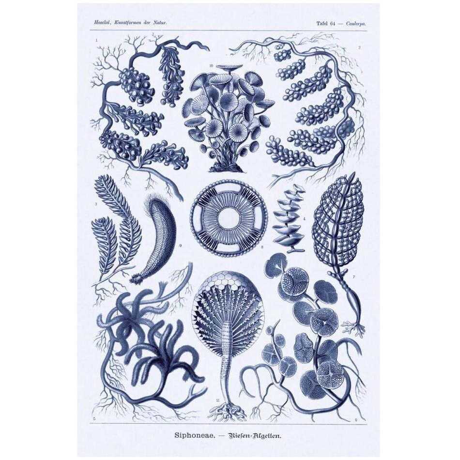 Haeckel Nature Illustrations Siphoneae Hydrozoa - Dark Blue Tint-Paper Art-22&quotx32"