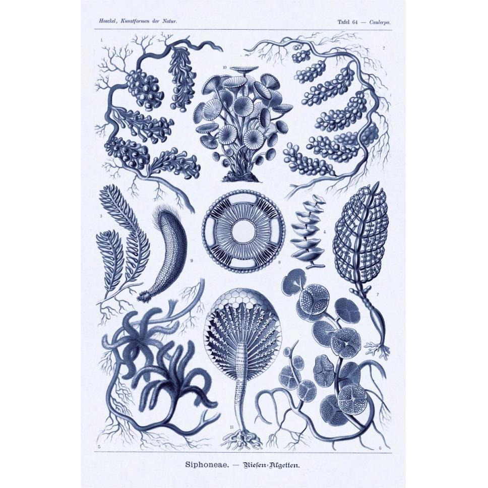 Haeckel Nature Illustrations Siphoneae Hydrozoa - Dark Blue Tint-Paper Art-42&quotx62"