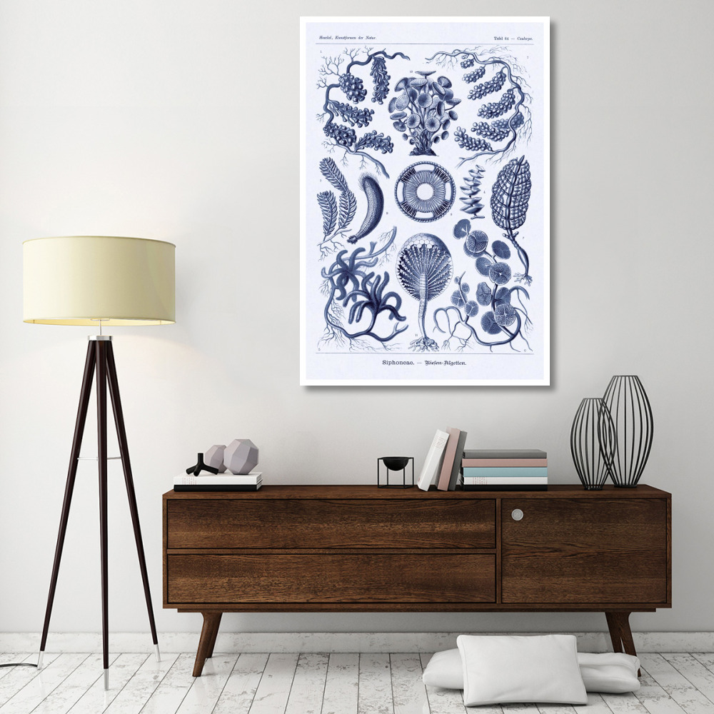 Haeckel Nature Illustrations Siphoneae Hydrozoa - Dark Blue Tint-Paper Art-42&quotx62"