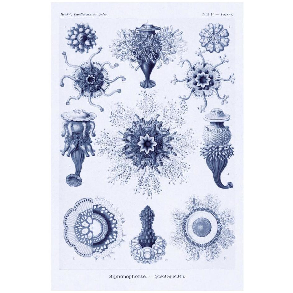 Haeckel Nature Illustrations Siphoneae Hydrozoa - Dark Blue Tint-Paper Art-18&quotx26"