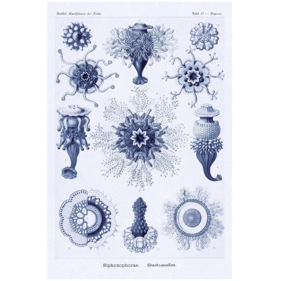 Haeckel Nature Illustrations Siphoneae Hydrozoa - Dark Blue Tint-Paper Art-22&quotx32"