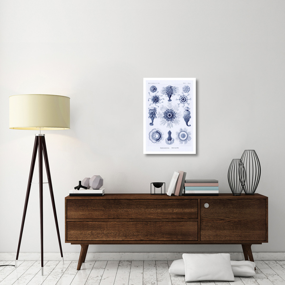 Haeckel Nature Illustrations Siphoneae Hydrozoa - Dark Blue Tint-Paper Art-22&quotx32"