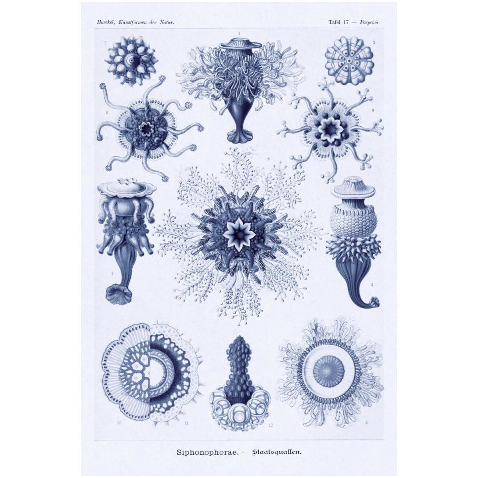 Haeckel Nature Illustrations Siphoneae Hydrozoa - Dark Blue Tint-Paper Art-34&quotx50"