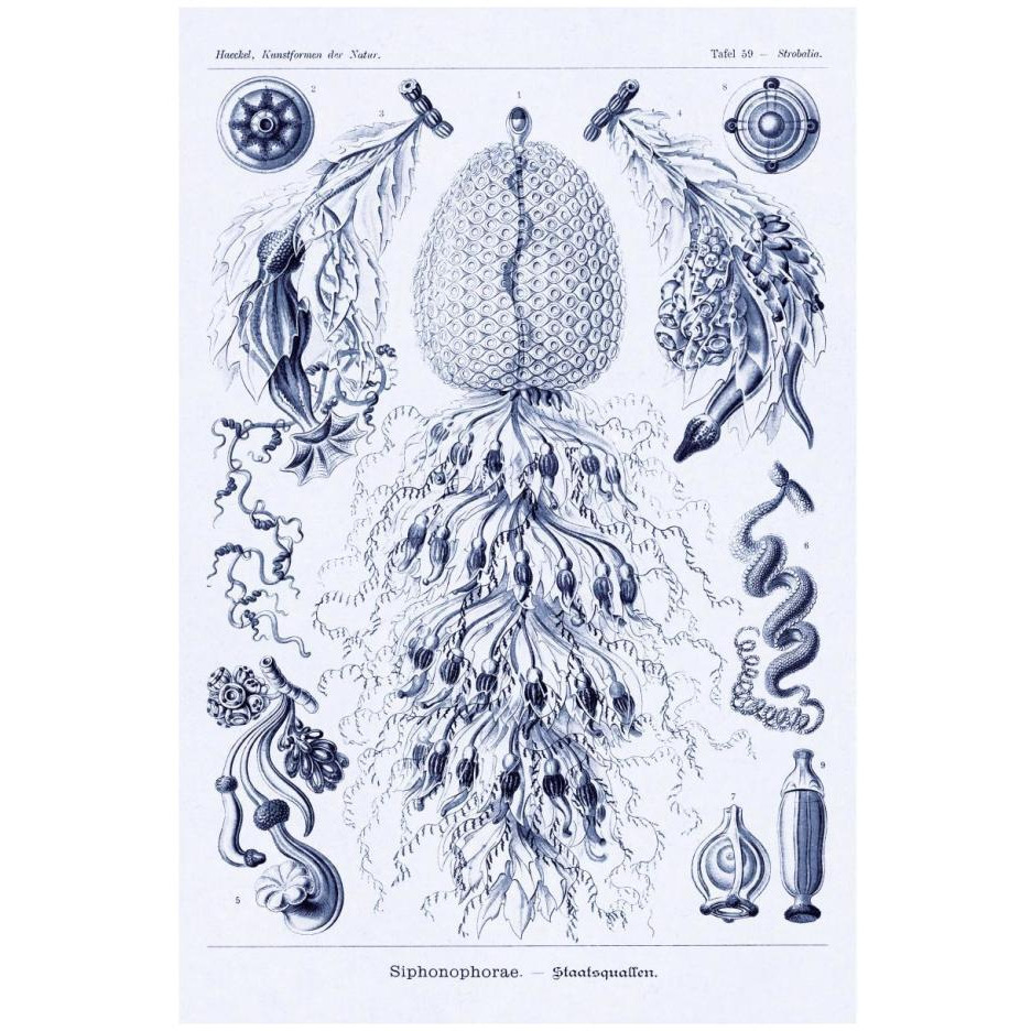 Haeckel Nature Illustrations Siphoneae Hydrozoa - Dark Blue Tint-Paper Art-18&quotx26"