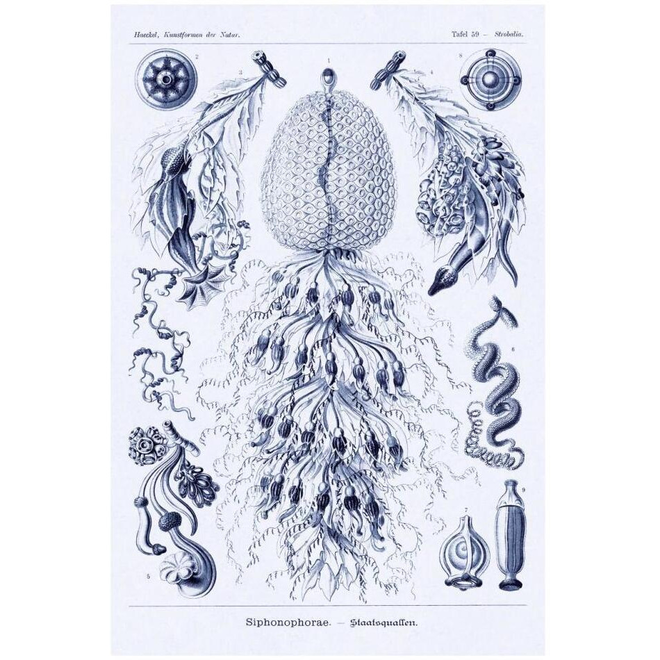 Haeckel Nature Illustrations Siphoneae Hydrozoa - Dark Blue Tint-Paper Art-22&quotx32"
