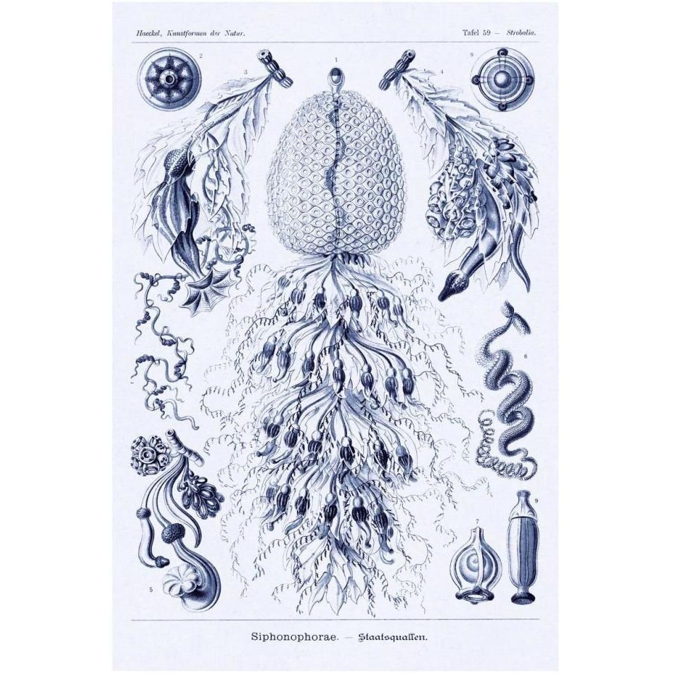 Haeckel Nature Illustrations Siphoneae Hydrozoa - Dark Blue Tint-Paper Art-26&quotx38"