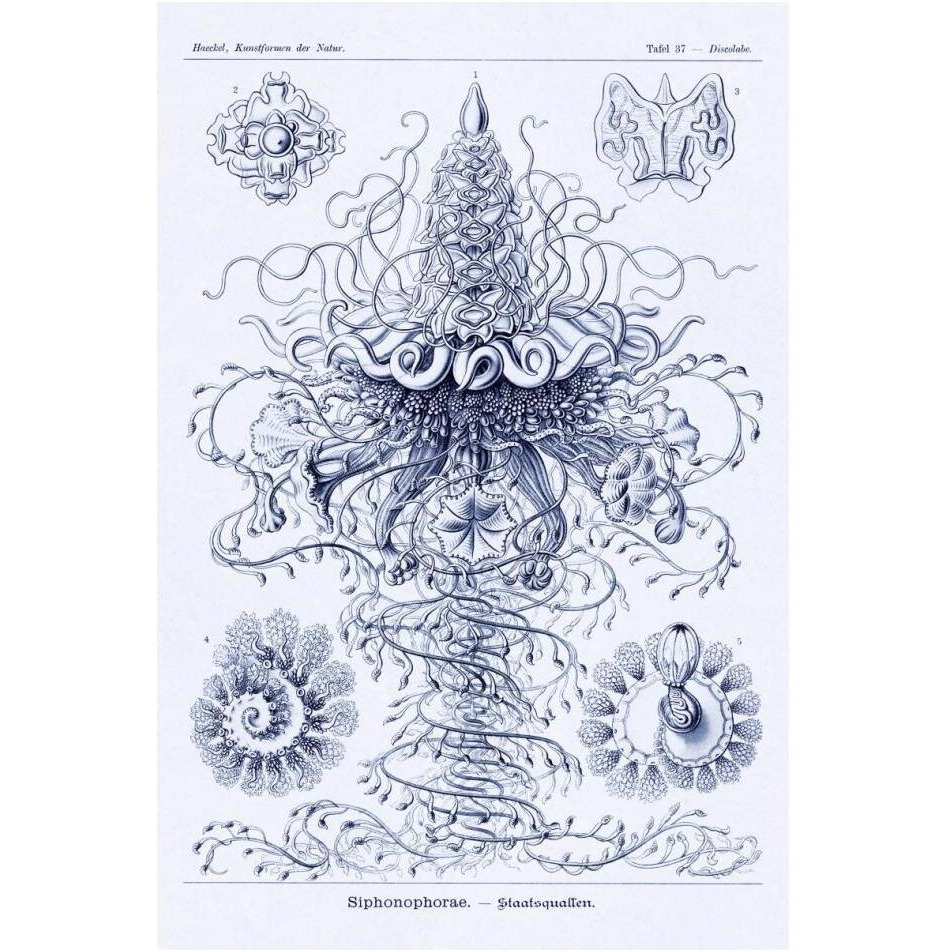 Haeckel Nature Illustrations Tubularida - Tubularians - Dark Blue Tint-Paper Art-14&quotx20"