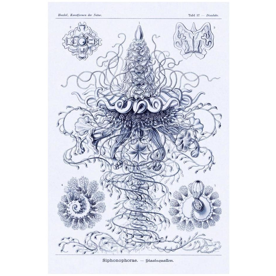 Haeckel Nature Illustrations Tubularida - Tubularians - Dark Blue Tint-Paper Art-18&quotx26"