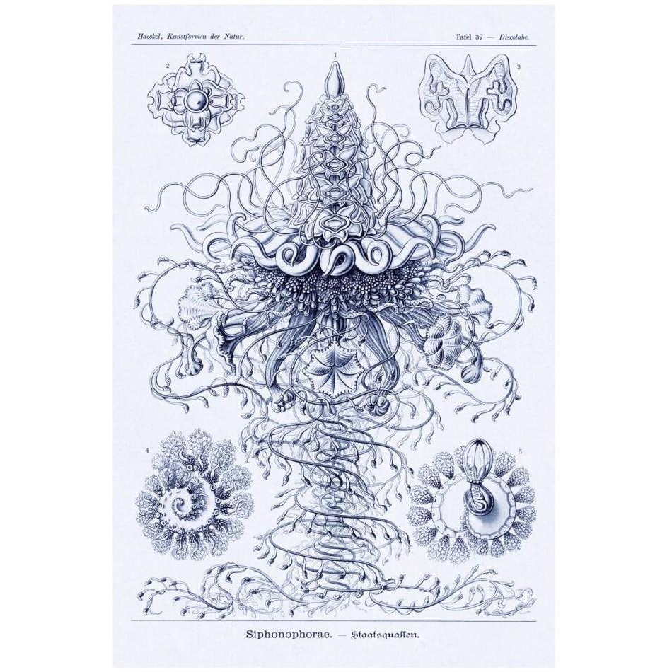 Haeckel Nature Illustrations Tubularida - Tubularians - Dark Blue Tint-Paper Art-22&quotx32"