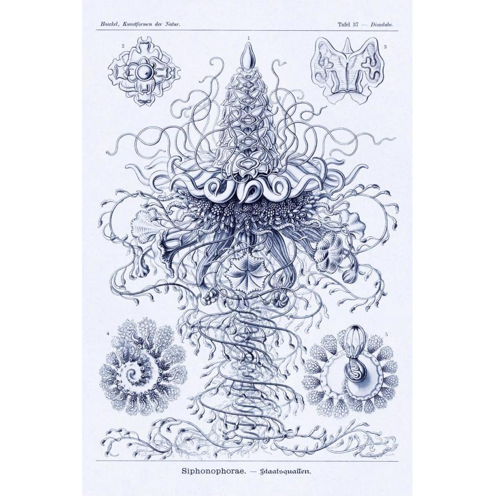 Haeckel Nature Illustrations Tubularida - Tubularians - Dark Blue Tint-Paper Art-42&quotx62"