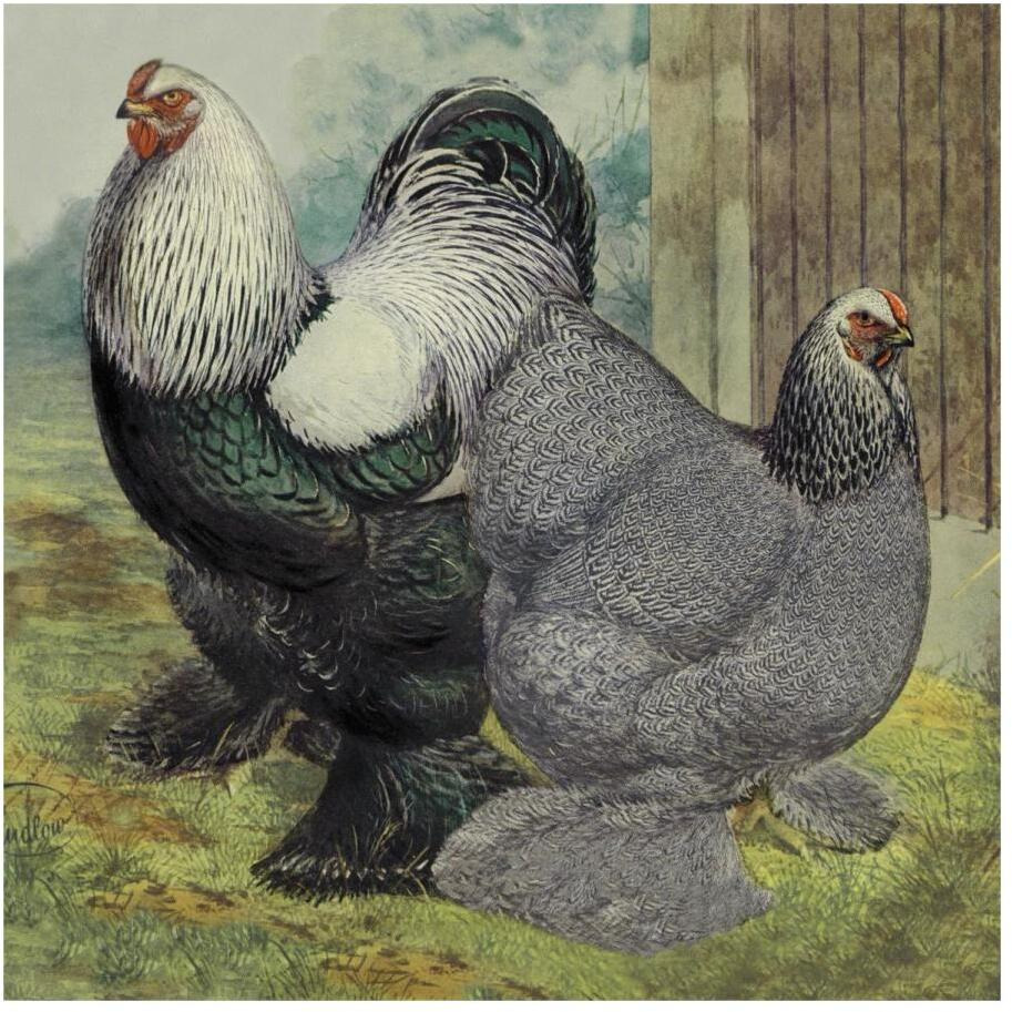 Chickens Dark Brahmas-Paper Art-20&quotx20"
