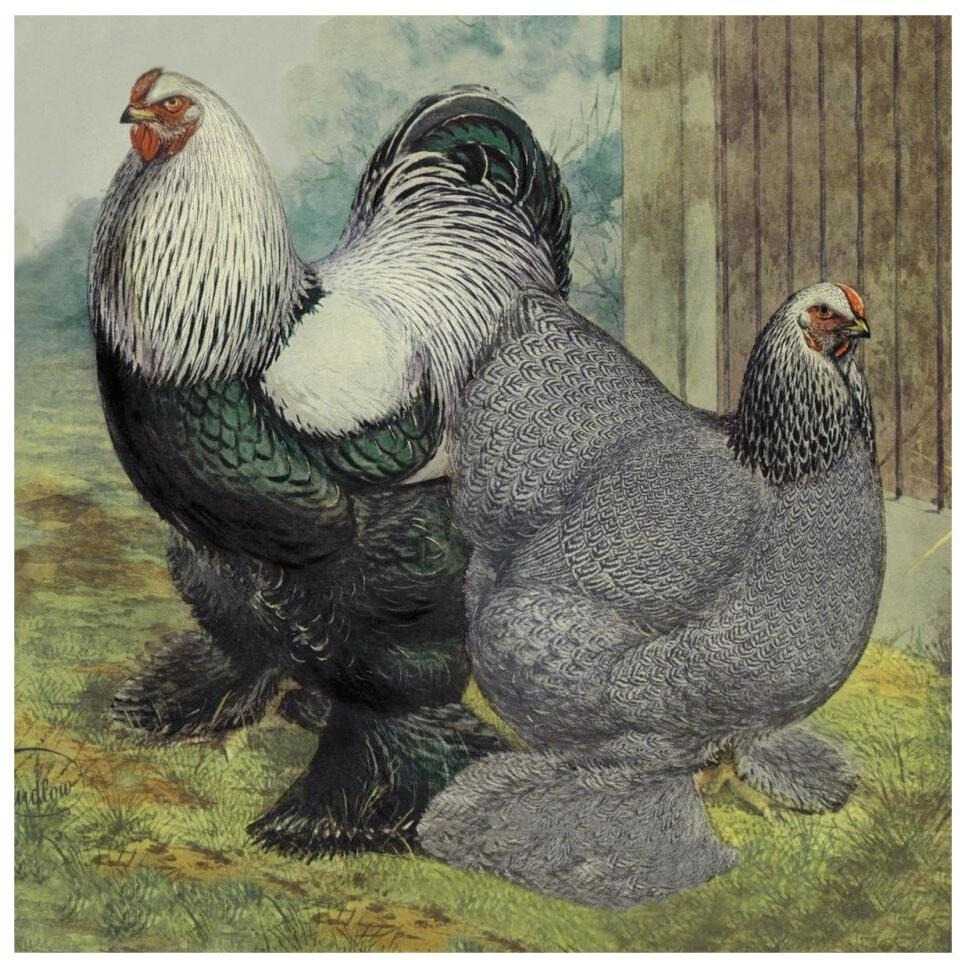 Chickens Dark Brahmas-Paper Art-32&quotx32"