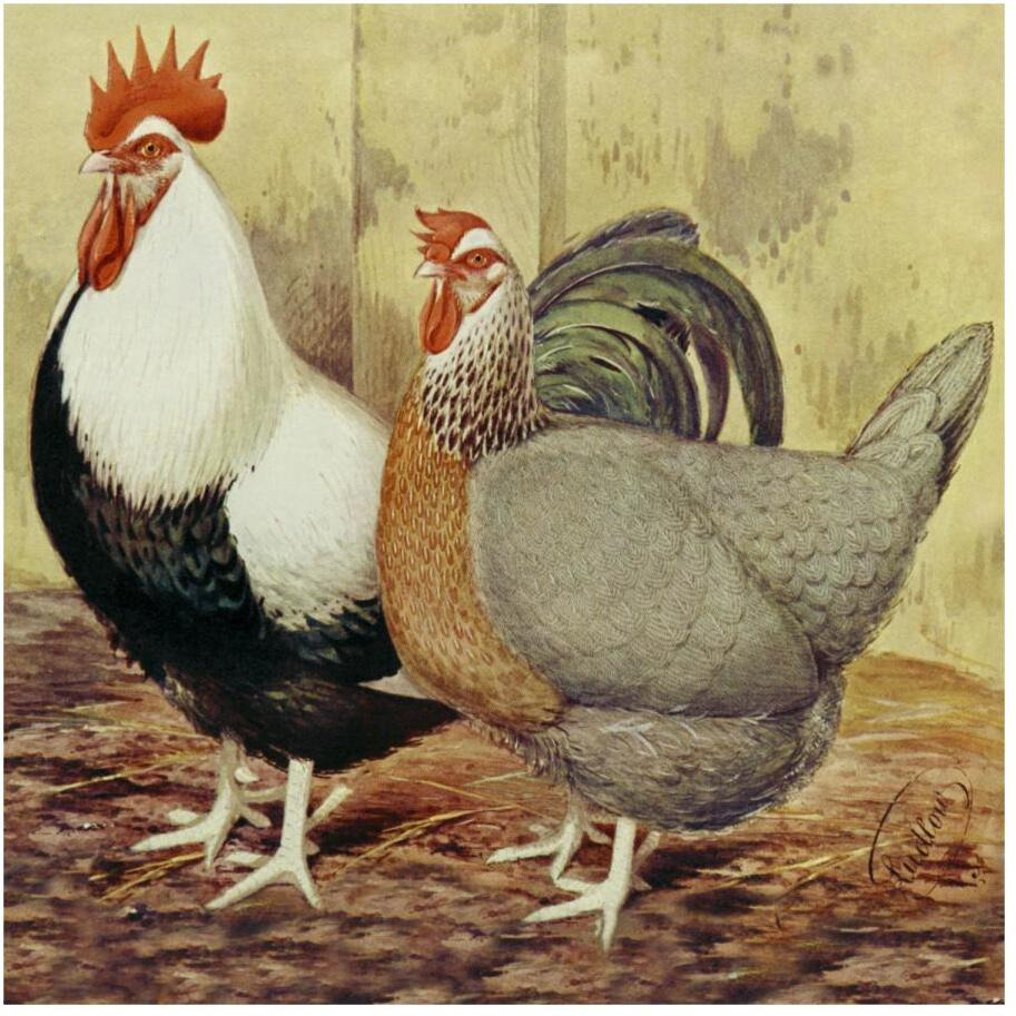 Chickens Silver-Grey Dorkings-Paper Art-20&quotx20"