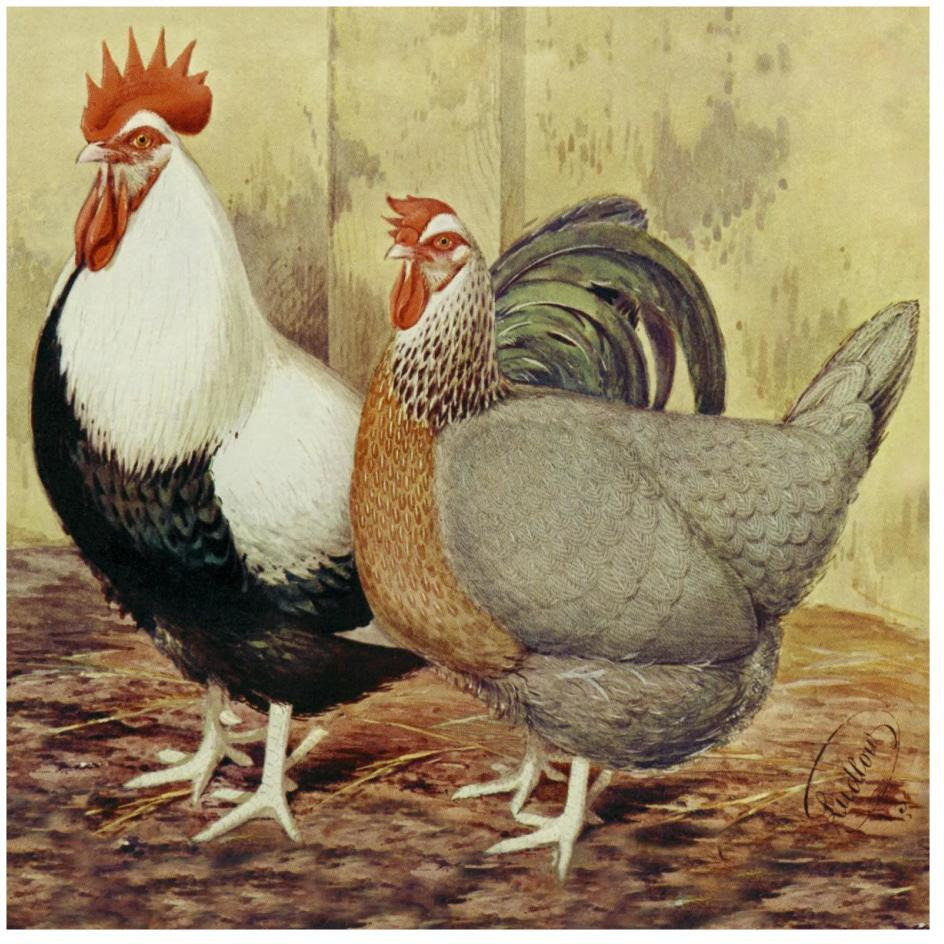 Chickens Silver-Grey Dorkings-Paper Art-26&quotx26"