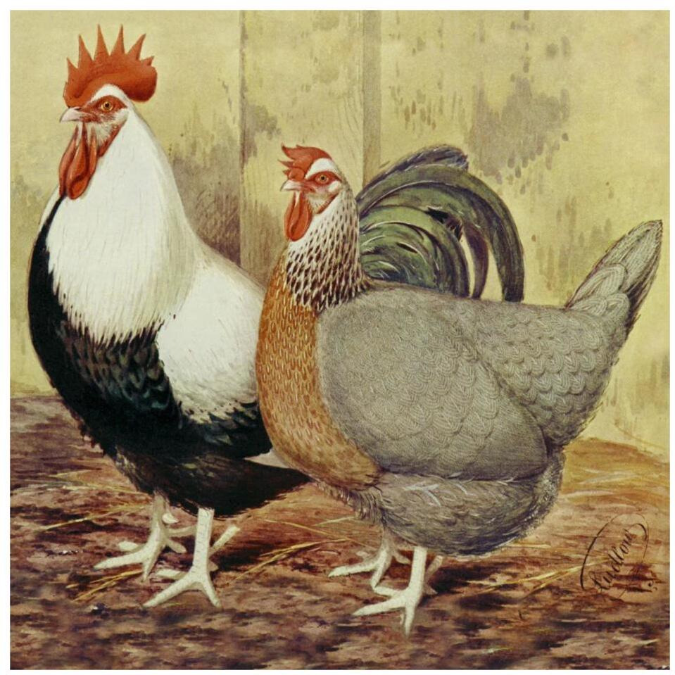 Chickens Silver-Grey Dorkings-Paper Art-32&quotx32"