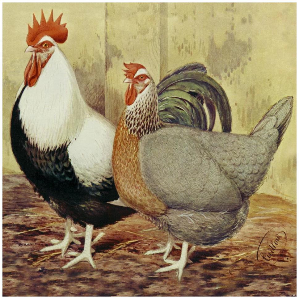 Chickens Silver-Grey Dorkings-Paper Art-42&quotx42"