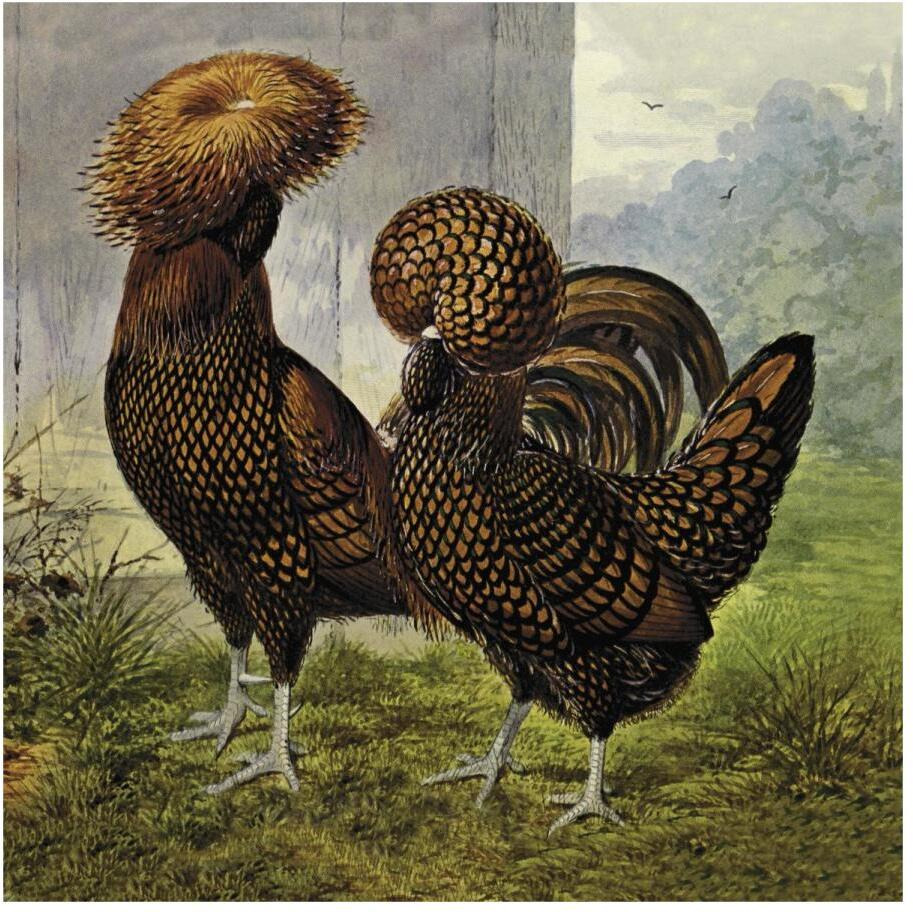 Chickens Gold Spangled Polish-Paper Art-20&quotx20"