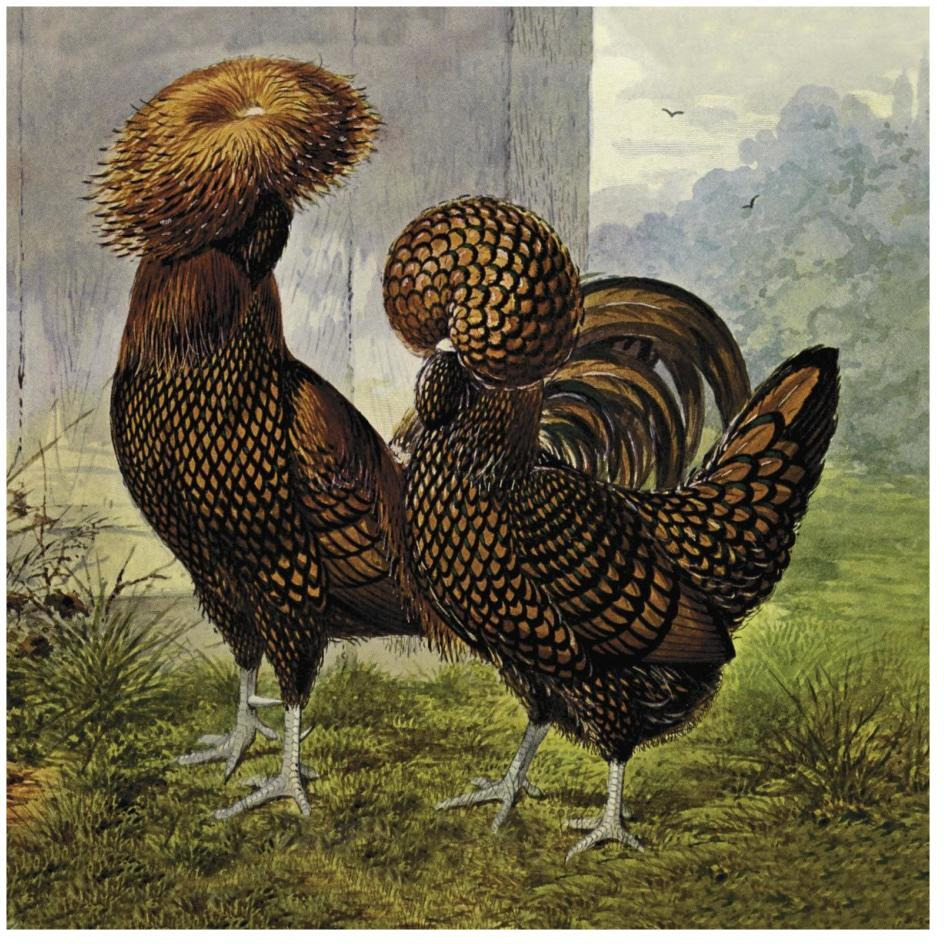 Chickens Gold Spangled Polish-Paper Art-26&quotx26"