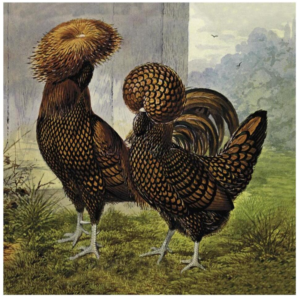 Chickens Gold Spangled Polish-Paper Art-38&quotx38"