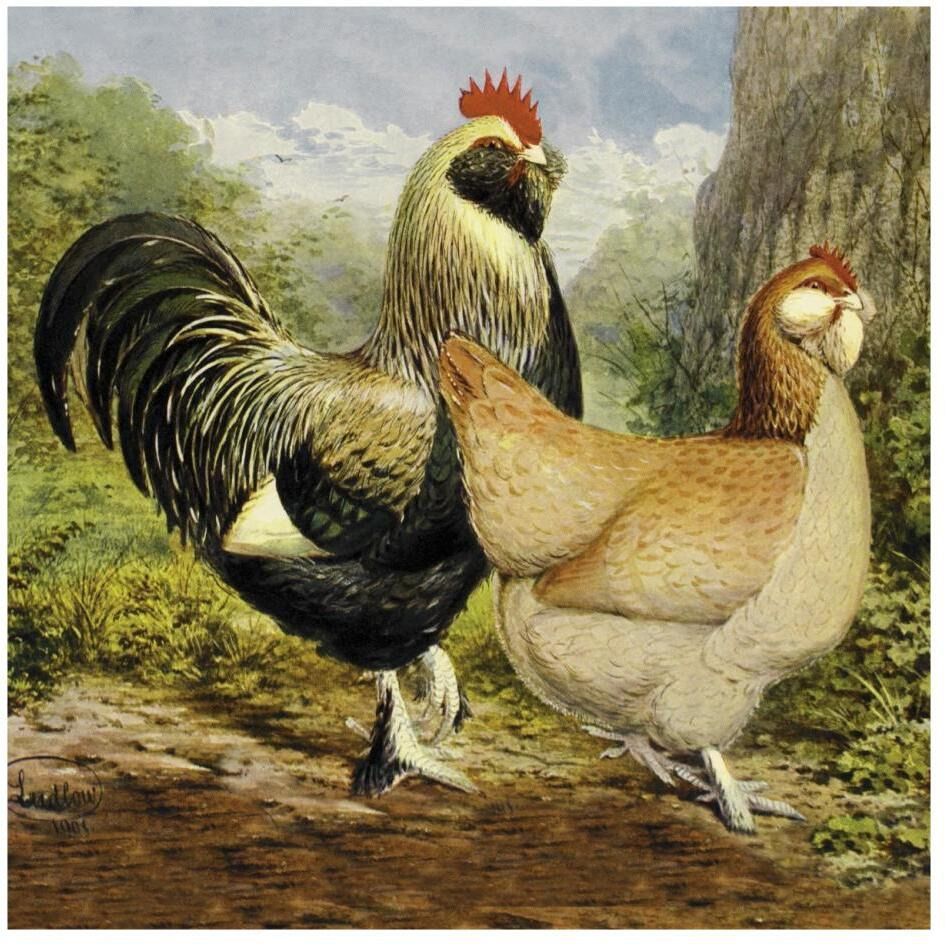Chickens Salmon Faverolles-Paper Art-26&quotx26"