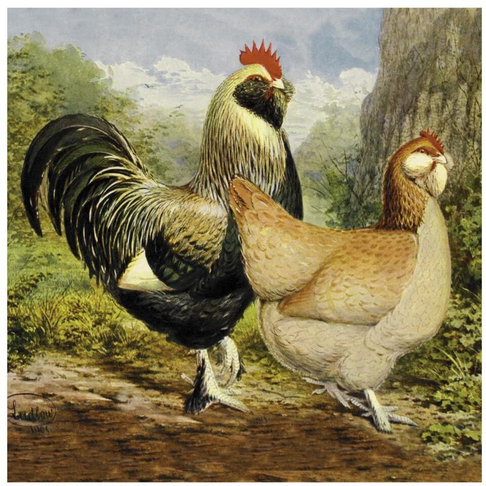 Chickens Salmon Faverolles-Paper Art-32&quotx32"