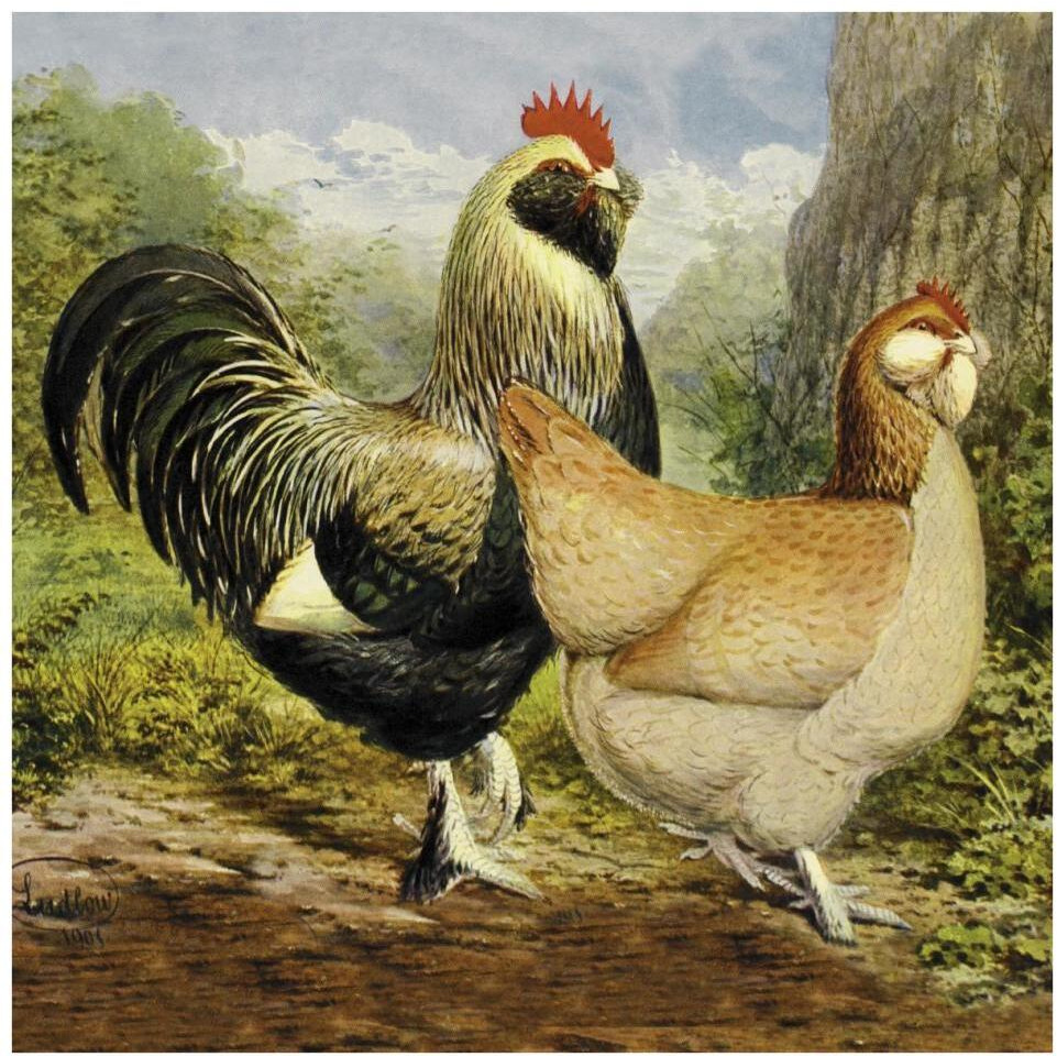 Chickens Salmon Faverolles-Paper Art-38&quotx38"