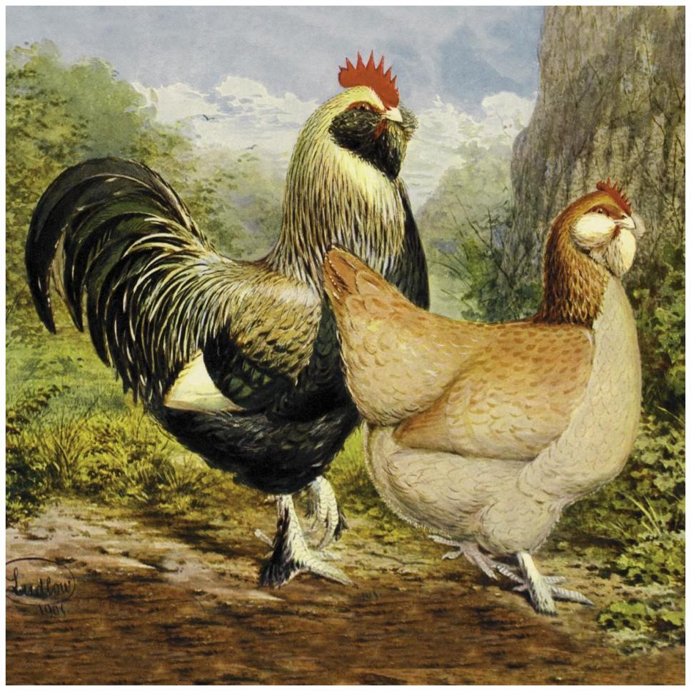 Chickens Salmon Faverolles-Paper Art-42&quotx42"