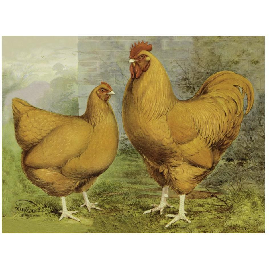 Chickens Buff Orpingtons-Paper Art-26&quotx20"