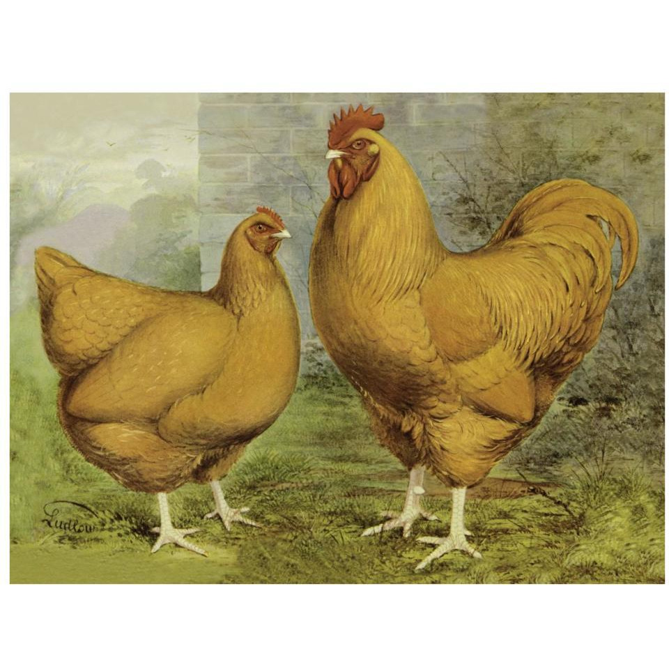 Chickens Buff Orpingtons-Paper Art-34&quotx26"