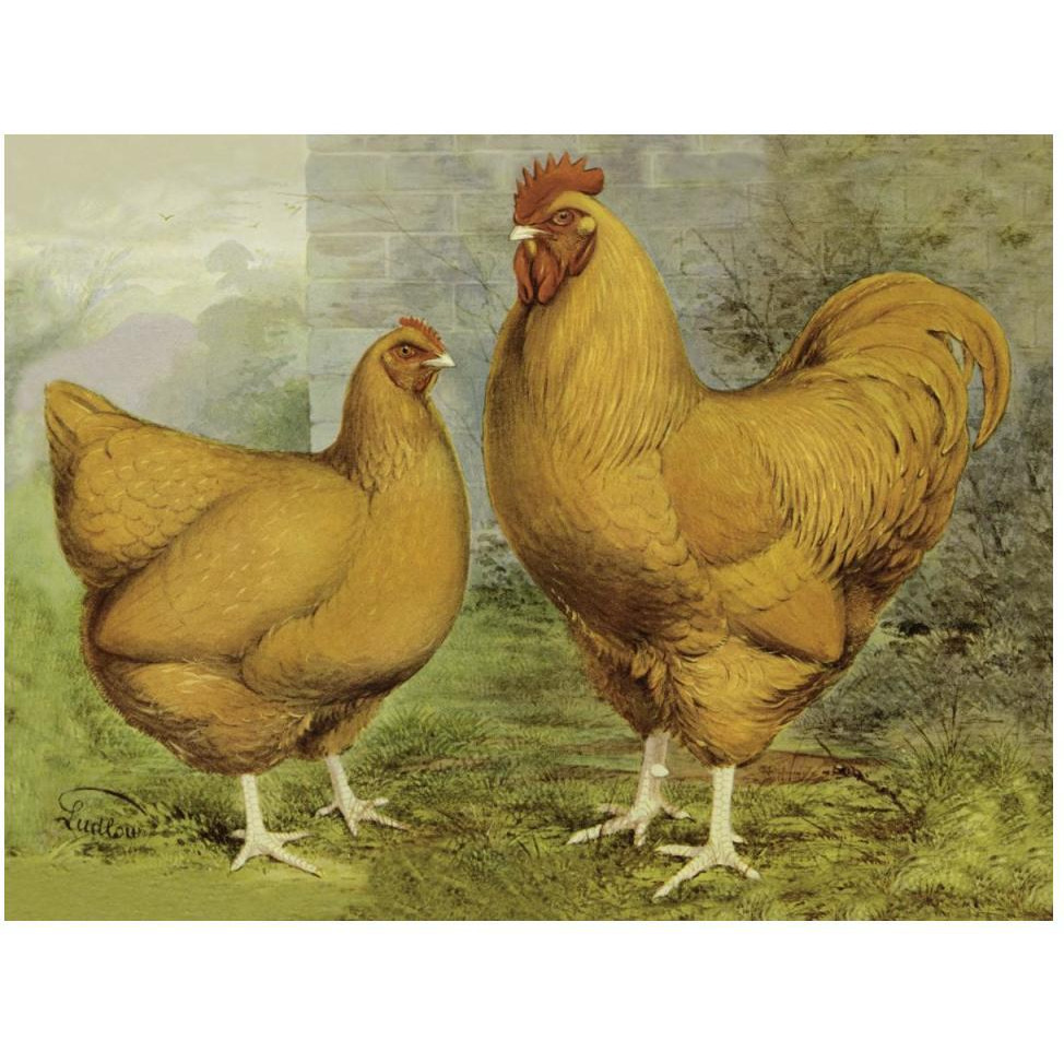 Chickens Buff Orpingtons-Paper Art-50&quotx38"