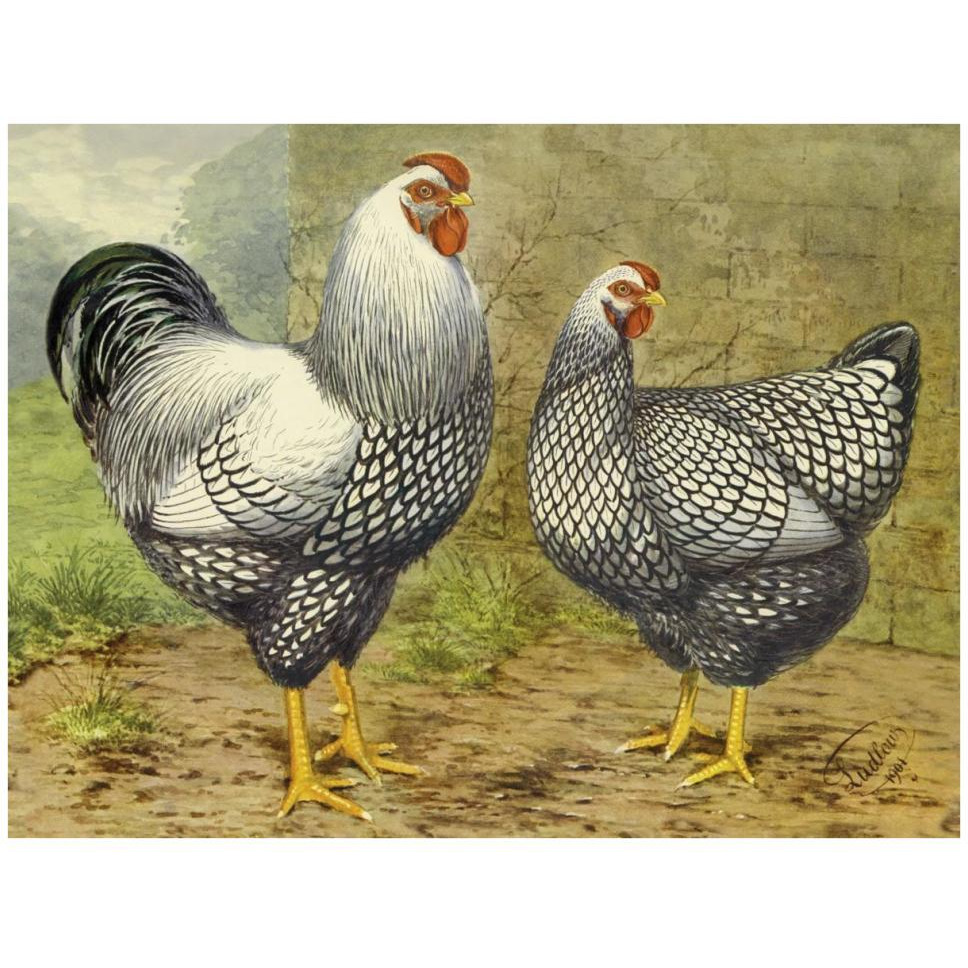 Chickens Silver Laced Wyandottes-Paper Art-42&quotx32"