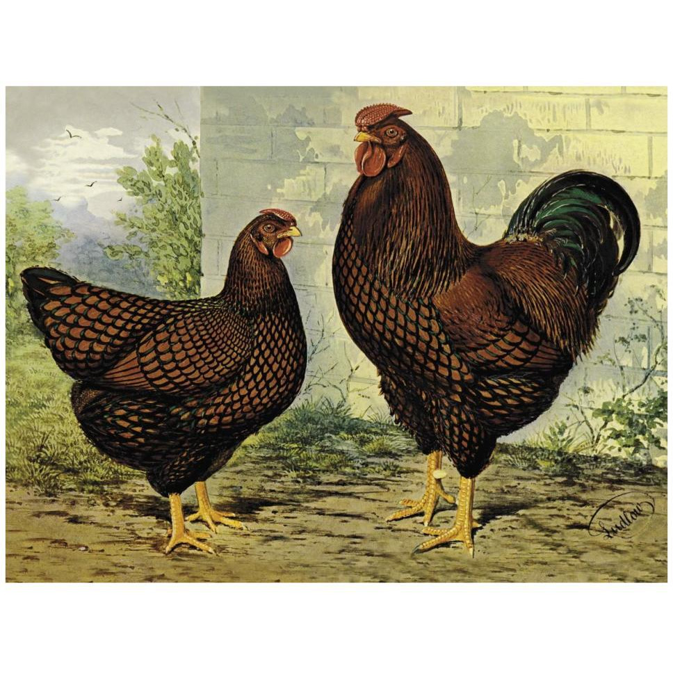 Chickens Golden Wyandottes-Paper Art-42&quotx32"