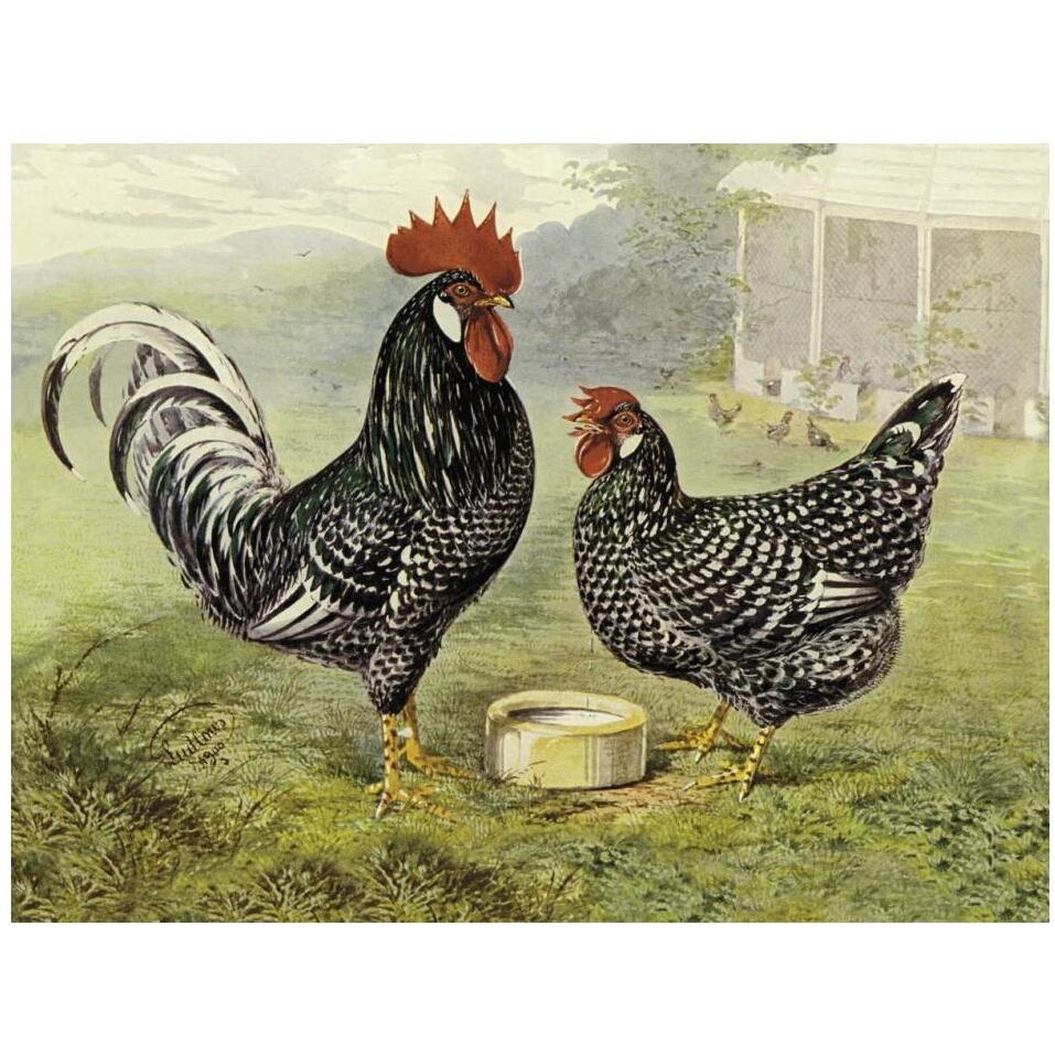 Chickens Anconas-Paper Art-18&quotx14"
