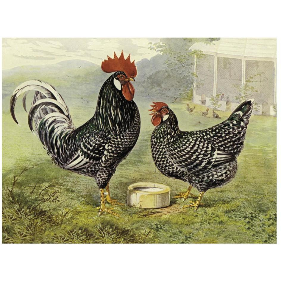 Chickens Anconas-Paper Art-26&quotx20"