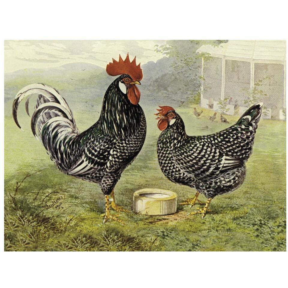 Chickens Anconas-Paper Art-34&quotx26"
