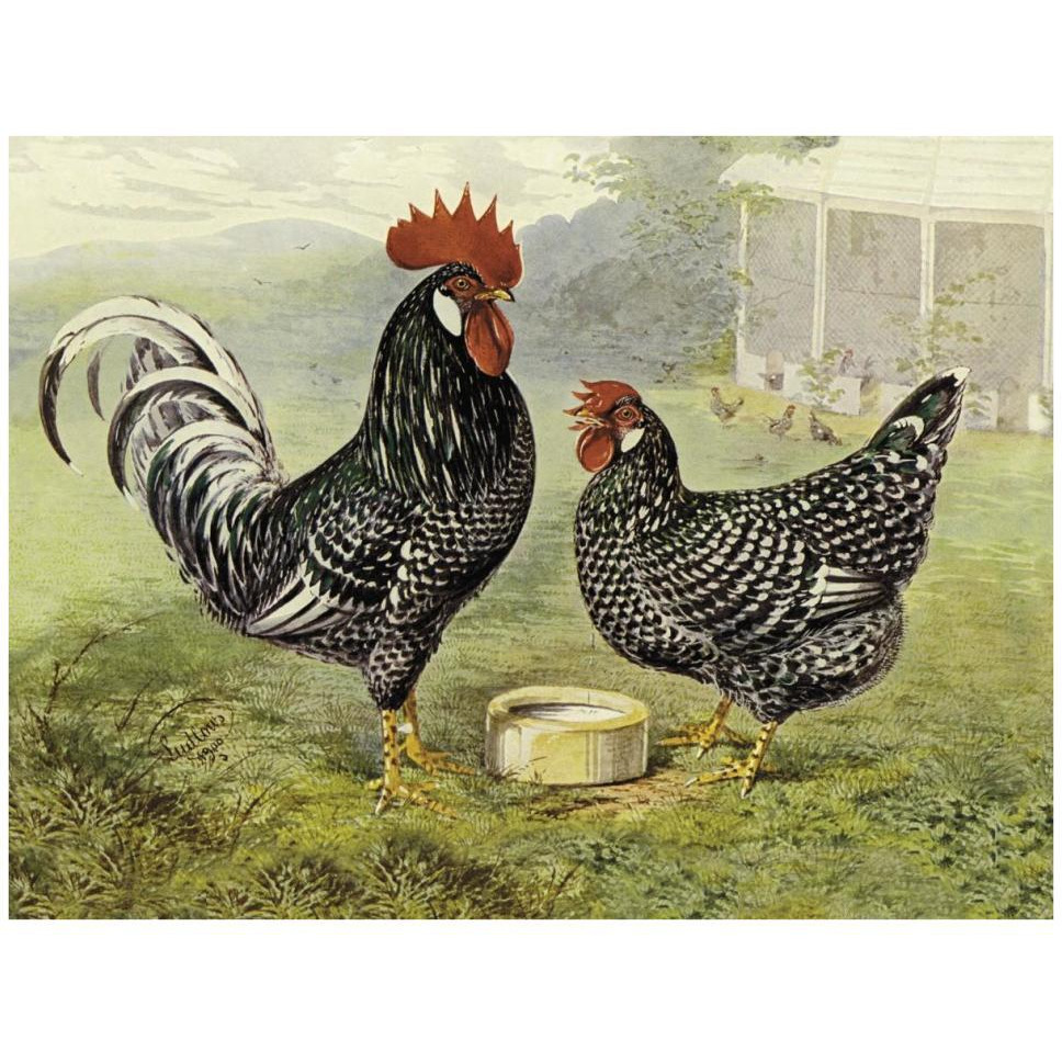 Chickens Anconas-Paper Art-42&quotx32"
