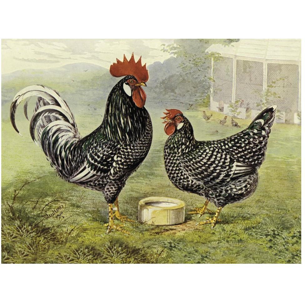 Chickens Anconas-Paper Art-50&quotx38"