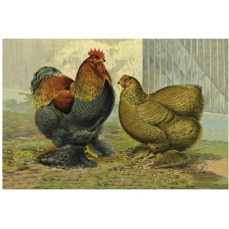 Chickens Partridge Cochins-Paper Art-20&quotx14"