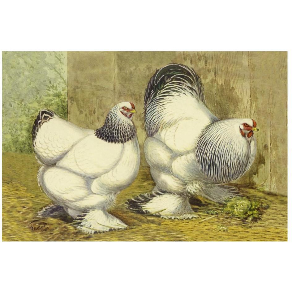 Chickens Light Brahmas-Paper Art-26&quotx18"