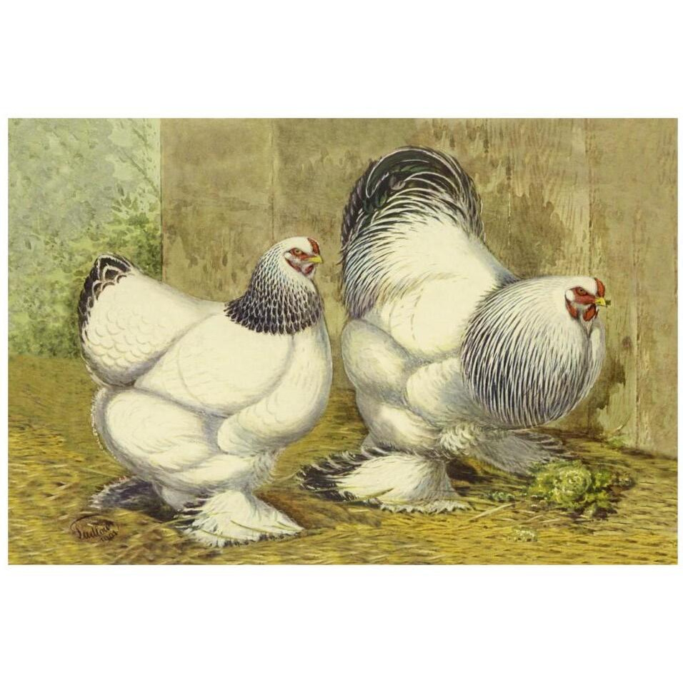 Chickens Light Brahmas-Paper Art-32&quotx22"