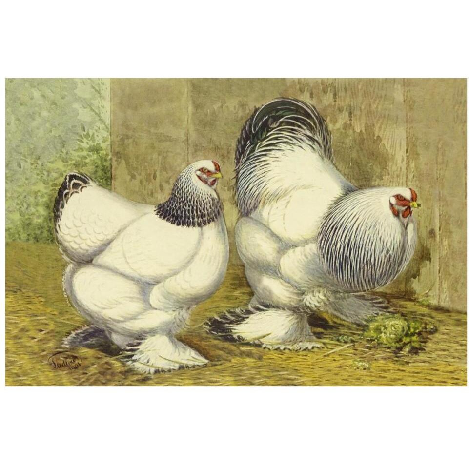 Chickens Light Brahmas-Paper Art-38&quotx26"