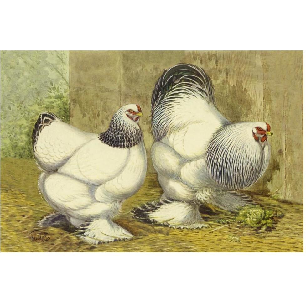 Chickens Light Brahmas-Paper Art-62&quotx42"